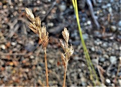 Carex petasata