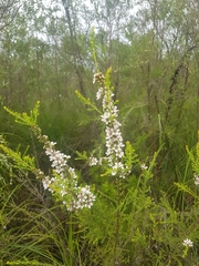 Leptospermum liversidgei