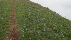 Campanula tridentata biebersteiniana