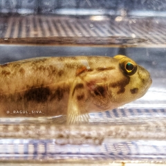 Acentrogobius viridipunctatus