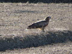 Milvus migrans lineatus