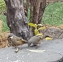 Trochalopteron variegatum