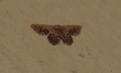 Idaea gemmaria