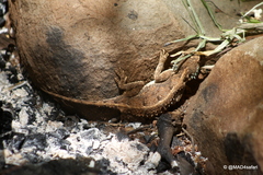 Agama armata