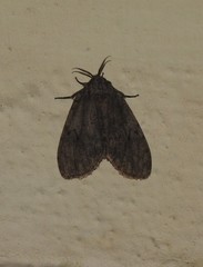 Lymantria nussi