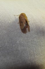 Spatulifimbria castaneiceps