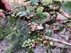 Eucalyptus moluccana