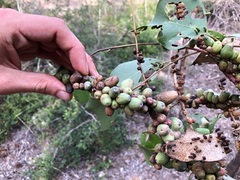 Eucalyptus moluccana
