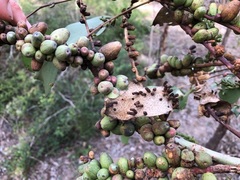 Eucalyptus moluccana