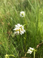 Schizochilus flexuosus