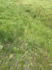 Schizochilus flexuosus