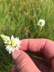 Schizochilus flexuosus