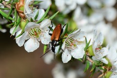 Lepturidea deplanchei