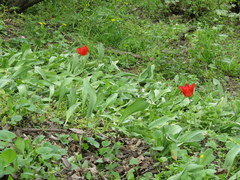 Tulipa fosteriana