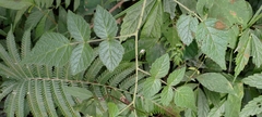 Rubus parviaraliifolius