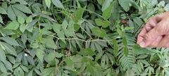 Rubus parviaraliifolius