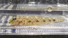Favonigobius reichei