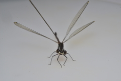 Eoargiolestes ochraceus