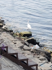 Egretta garzetta