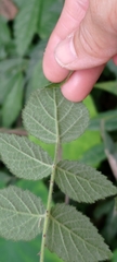 Rubus parviaraliifolius
