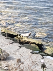 Columba livia domestica