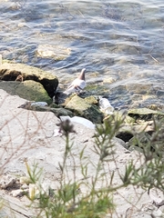 Columba livia domestica