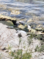 Columba livia domestica