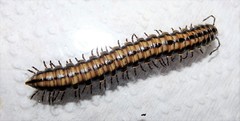 Cladethosoma toowoomba