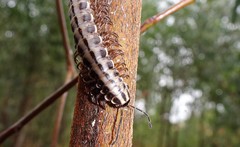 Cladethosoma toowoomba
