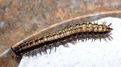 Cladethosoma toowoomba