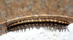 Cladethosoma toowoomba