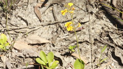 Goodenia glabra