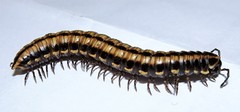 Cladethosoma toowoomba