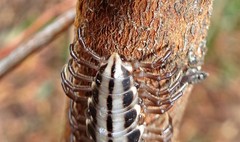 Cladethosoma toowoomba