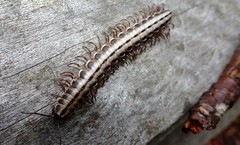 Cladethosoma toowoomba