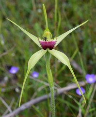 Caladenia flavovirens