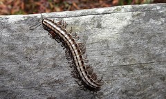 Cladethosoma toowoomba