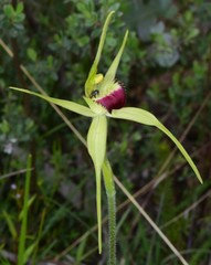 Caladenia flavovirens