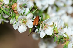 Lepturidea deplanchei