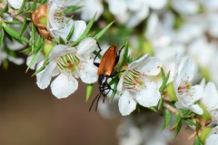 Lepturidea deplanchei