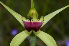 Caladenia flavovirens