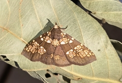 Saroba pustulifera