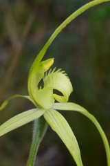 Caladenia flavovirens