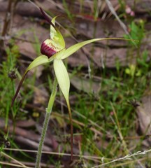 Caladenia flavovirens
