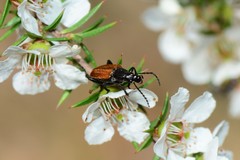 Lepturidea deplanchei