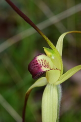 Caladenia flavovirens