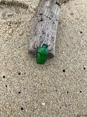 Ischiopsopha wallacei