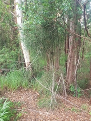 Euphorbia tirucalli