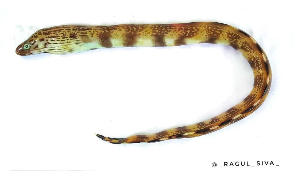 Dusky-Banded Moray