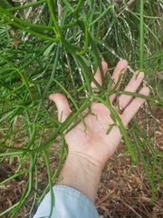 Euphorbia tirucalli